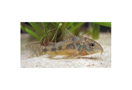 Peppered Cory 