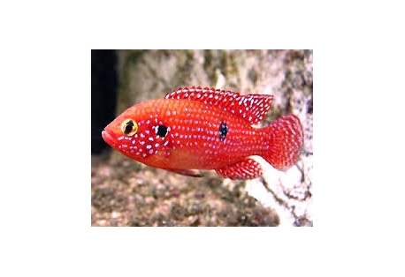 Red Jewel Cichlid 