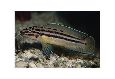 Julidochromis Marlieri Cichlid 