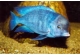 Blue Dolphin Cichlid 