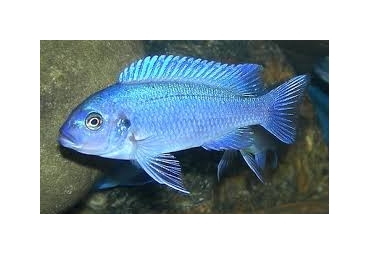 Cobalt Blue Cichlid 