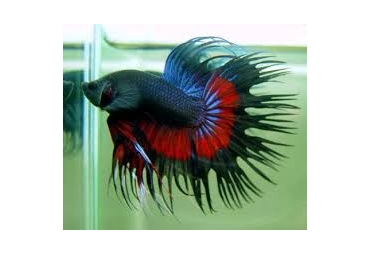 Male Crowntail Fighting Fish 