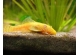Albino Bristlenose Catfish 