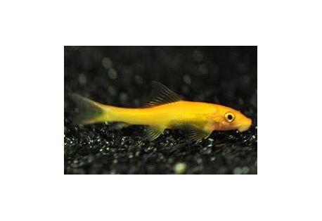 Golden Sucking Catfish