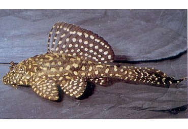 Gold Spotted Plecostomus