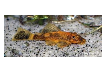 Calico Bristlenose Catfish 